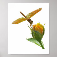 Dragonfly Laranja no Rosebud Amarelo