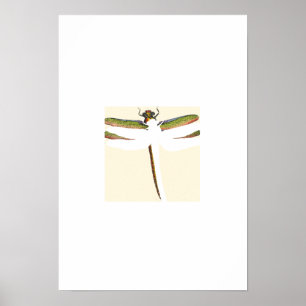 Póster Dragonfly Miniatura em Fundo Branco