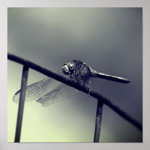 Poster Dragonfly Na Cerca De Fio A Preto E Branco