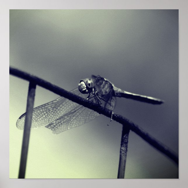 Poster Dragonfly Na Cerca De Fio A Preto E Branco (Frente)