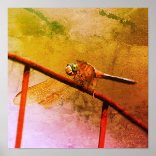 Poster Dragonfly Na Cerca De Fio Arte Afastada