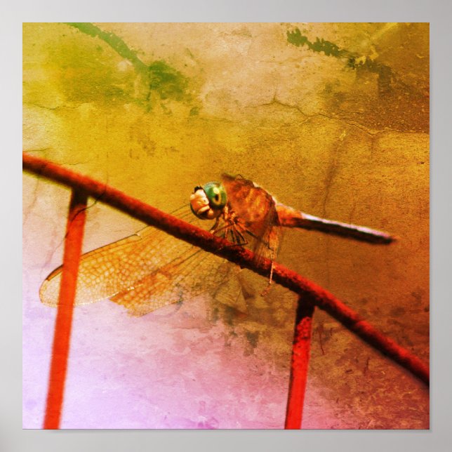 Poster Dragonfly Na Cerca De Fio Arte Afastada (Frente)