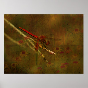 Poster Dragonfly no Jardim
