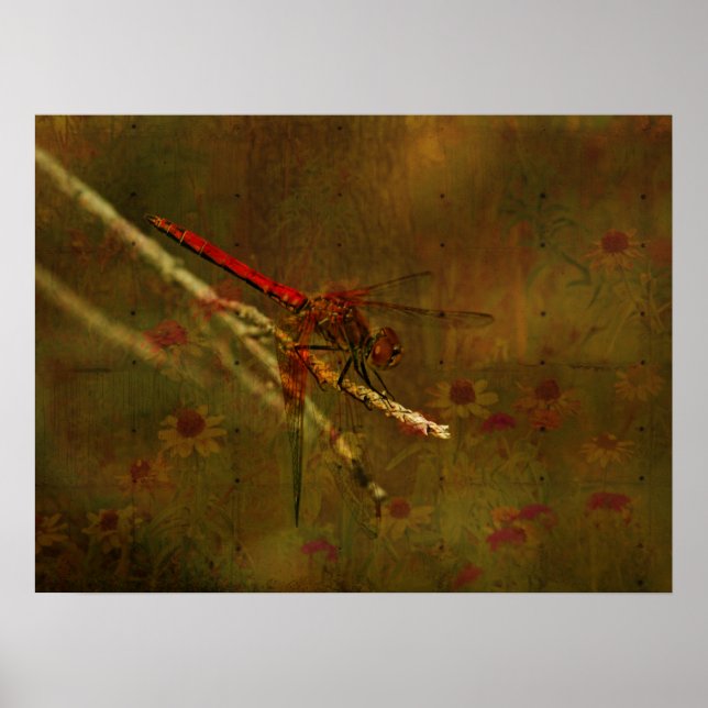 Poster Dragonfly no Jardim (Frente)