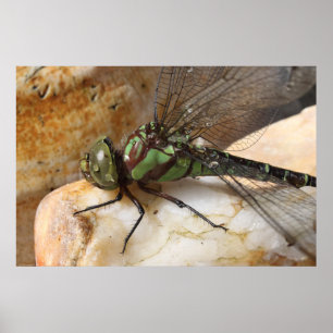 Poster Dragonfly no Rest