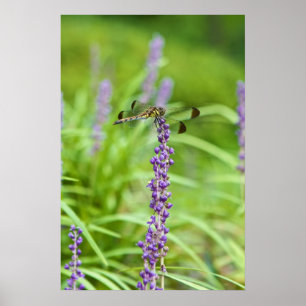 Póster Dragonfly On A Flower