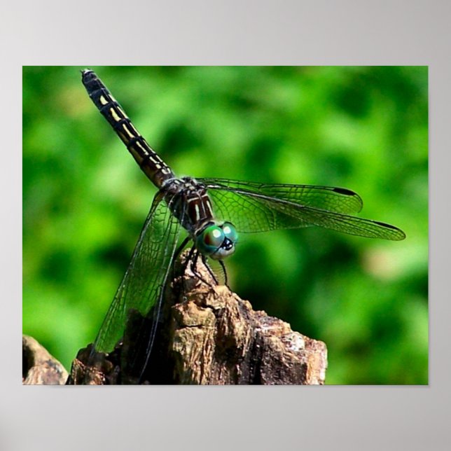 Poster Dragonfly On Tree Stump Close (Frente)