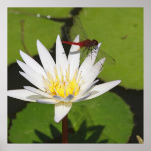 Póster Dragonfly On Water Lily