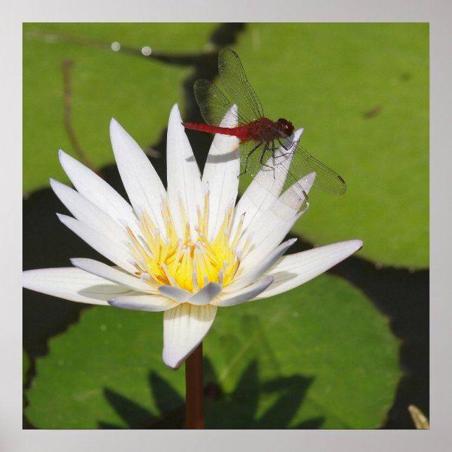 Póster Dragonfly On Water Lily (Frente)