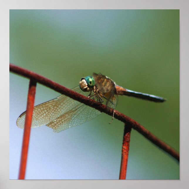 Poster Dragonfly On Wire Fence Close (Frente)