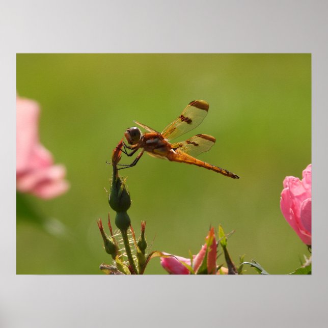 Poster Dragonfly ouro (Frente)