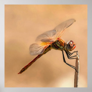 Poster Dragonfly Pintada Isolada Contra Ecru