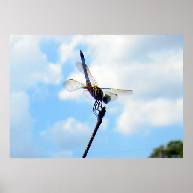 Póster Dragonfly ~ Prepare para descolagem (Frente)