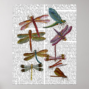 Póster Dragonfly Print 4