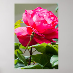 Poster Dragonfly sentada na flor da rosa vermelha