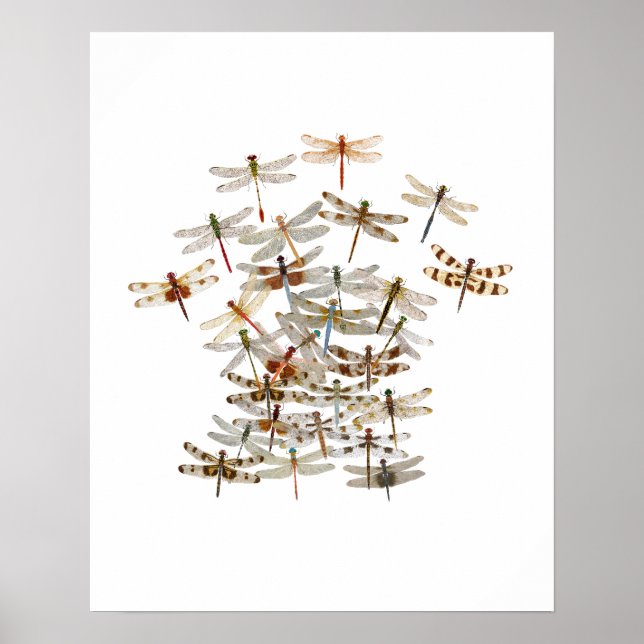 Póster Dragonfly Swarm (Frente)