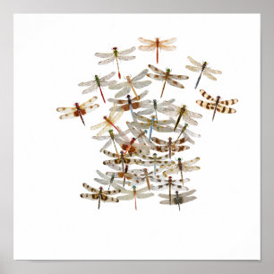 Poster Dragonfly Swarm