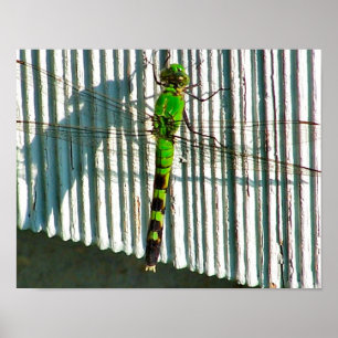 Póster Dragonfly Verde Brilhante Fecha A Natureza