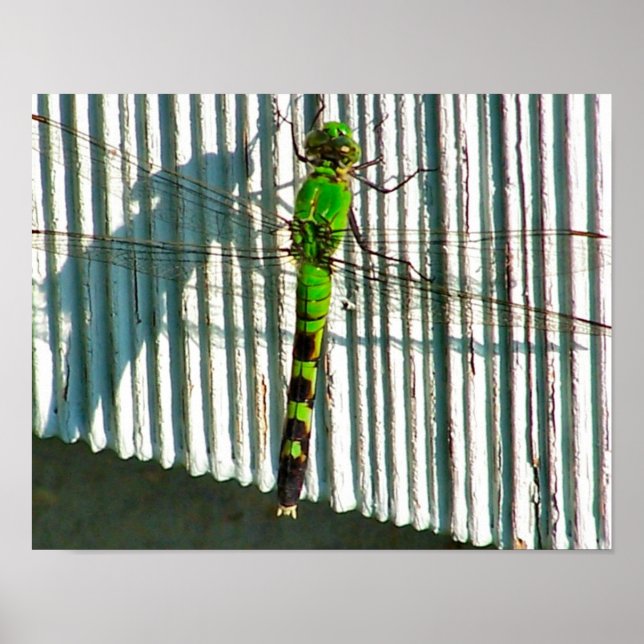 Póster Dragonfly Verde Brilhante Fecha A Natureza (Frente)