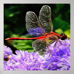 Póster Dragonfly Vermelha em Flores Violetas Roxos