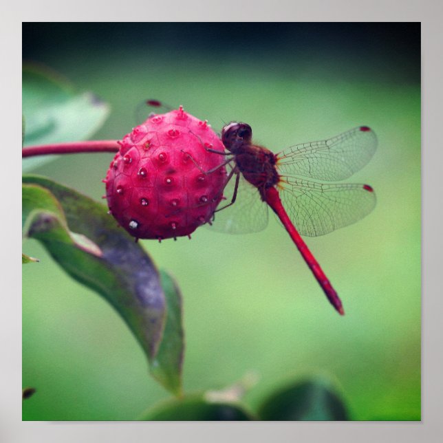 Poster Dragonfly Vermelha Na Fruta Dogwood Fechar (Frente)