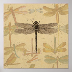 Poster Dragonfly Vintage Desenho Clássico Antiquado