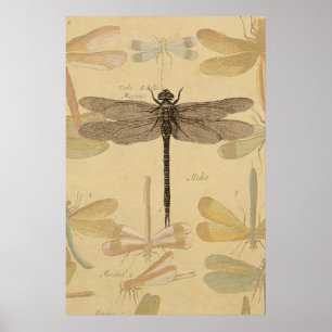 Póster Dragonfly Vintage Desenho Clássico Antiquado
