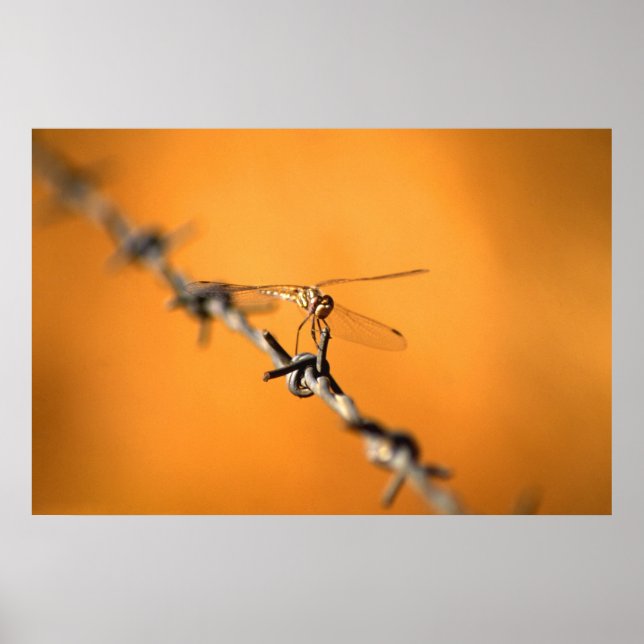 Poster Dragonwire (Frente)