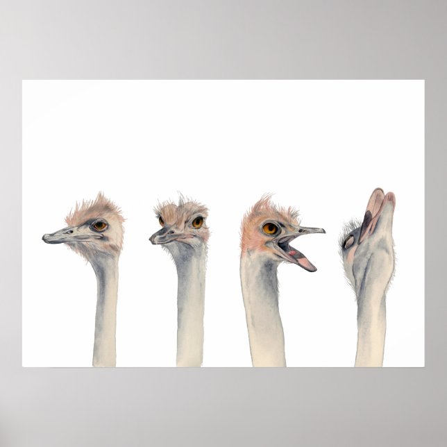 Poster Drama Queen | Pintura Por Aquarela Funny Ostrich (Frente)