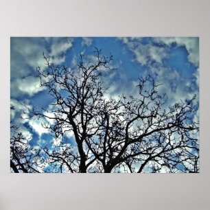 Poster dramático do céu das árvores