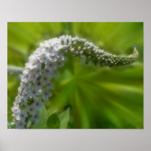 Póster Dreamling Curling White