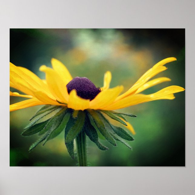 Poster Dreamy Black Eyed Susan Daisy Flower (Frente)