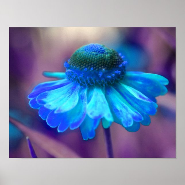 Poster Dreamy Blue Zinnia Abstrato Flower Art (Frente)