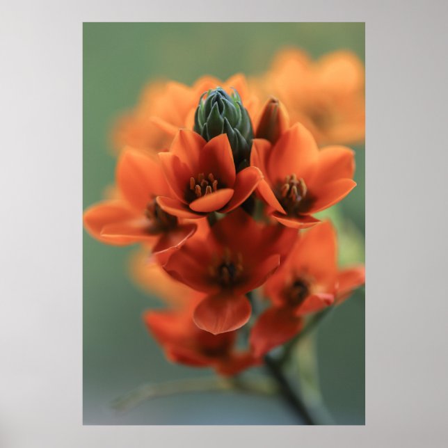 Poster Dreamy Orange Chincherinchee Flowers (Frente)