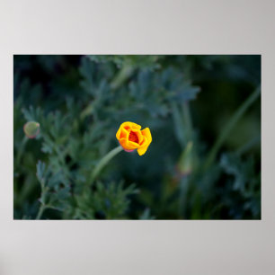 Poster Dreamy partially closed California poppy