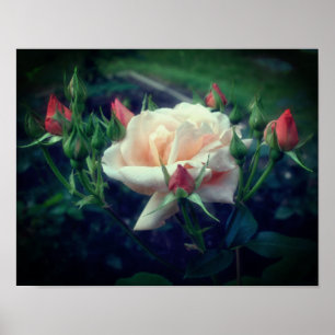 Poster Dreamy Peach Rosa and Buds