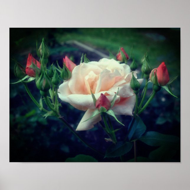 Poster Dreamy Peach Rosa and Buds (Frente)