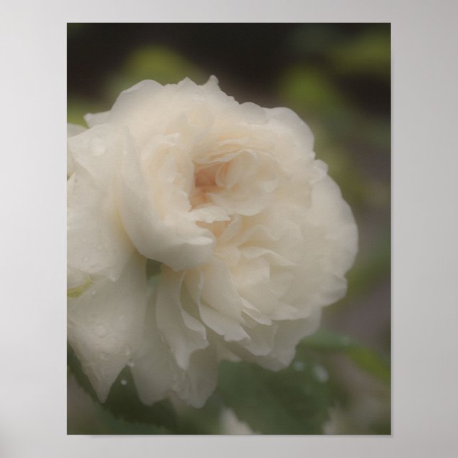 Poster Dreamy White Rose Flower (Frente)