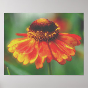 Poster Dreamy Zinnia Flower