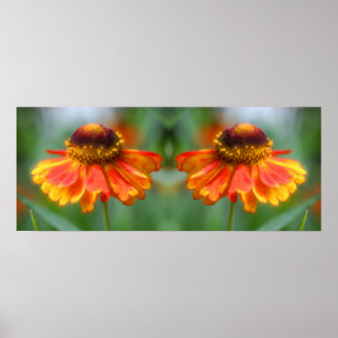 Poster Dreamy Zinnia Flower Mirror Abstrato