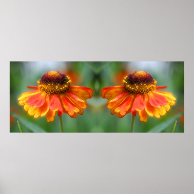Poster Dreamy Zinnia Flower Mirror Abstrato (Frente)