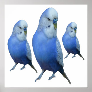 Poster drei blaue Wellensittiche