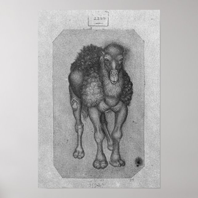Poster Dromedary, do Álbum Vallardi (Frente)
