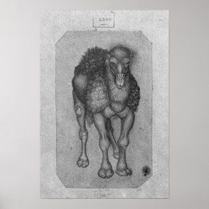 Poster Dromedary, o do álbum de Vallardi