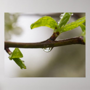Poster Droplet De Chuva (Matte)