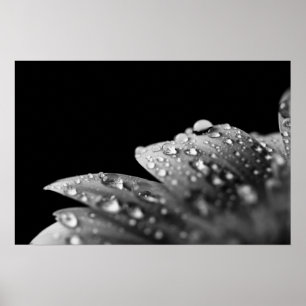 Póster Droplets (Black and White)