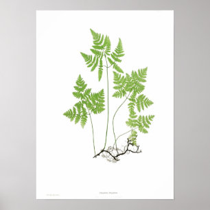 Póster Dryopteris do Polypodium