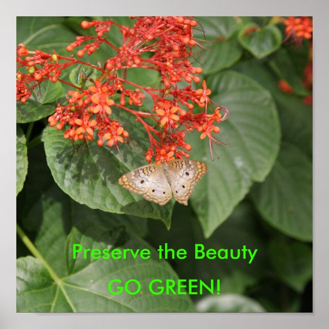 Póster DSC00433, Preservar a Beleza, VÁ VERDE! (Frente)