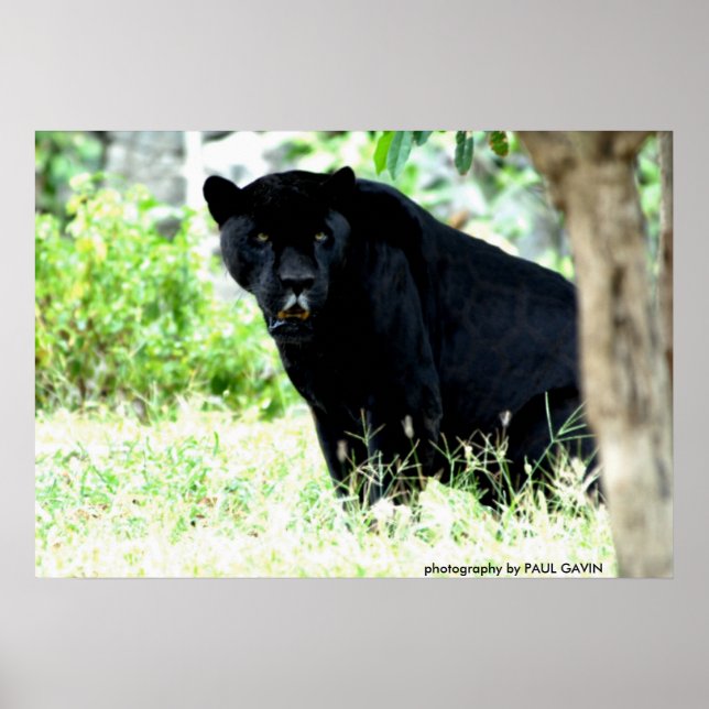 Póster DSC_0235, fotografia de PAUL GAVIN (Frente)