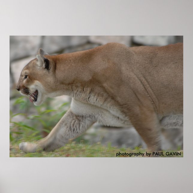 Póster DSC_0254, fotografia de PAUL GAVIN (Frente)